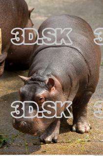 Hippo baby 0011